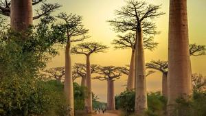 Avenida de los Baobabs, Madagascar.