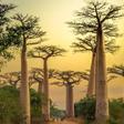 Avenida de los Baobabs, Madagascar.