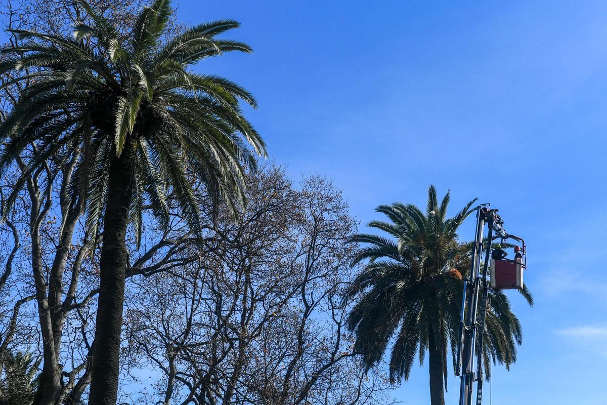 'Medicinas' contra el picudo rojo para las palmeras de A Coruña