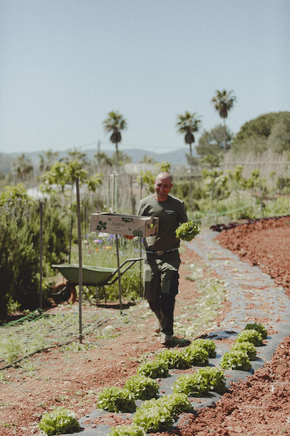 Las visitas guiadas permiten a los invitados cosechar algunos de los alimentos de la finca junto al equipo de Juntos Farm.