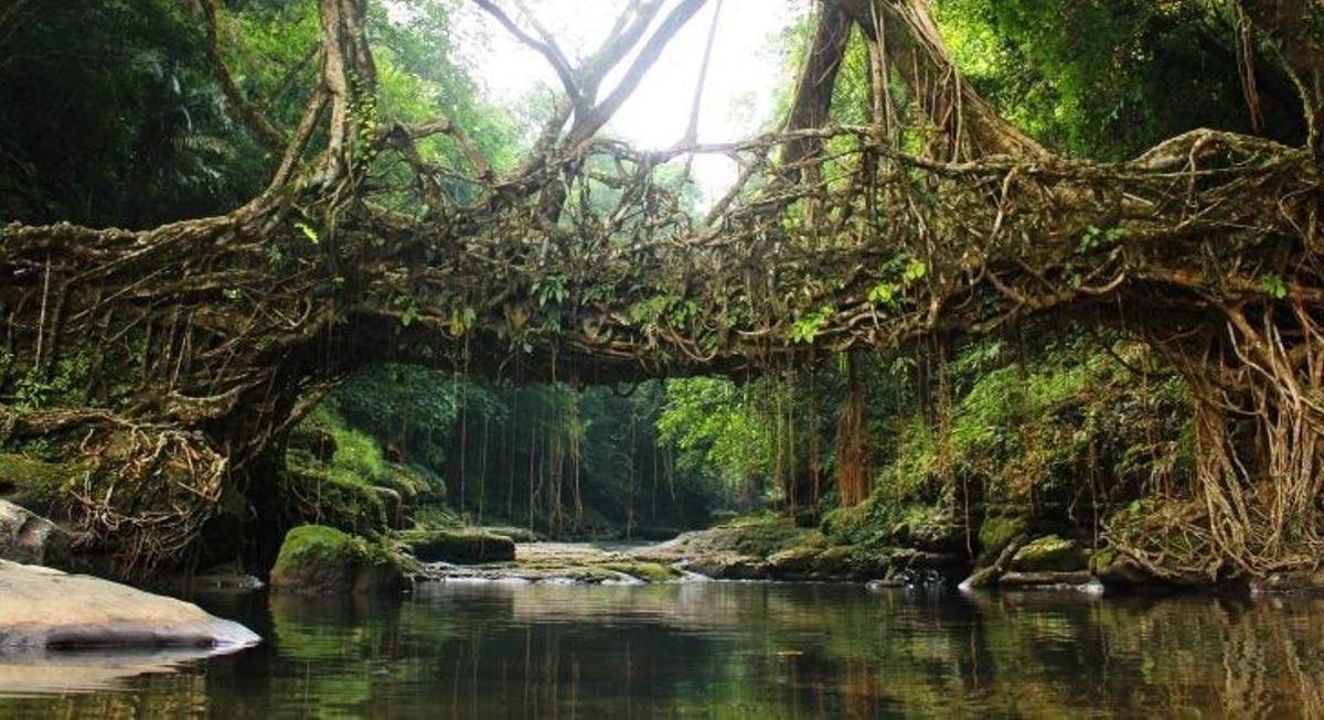 Puente de raíces en Meghalaya.