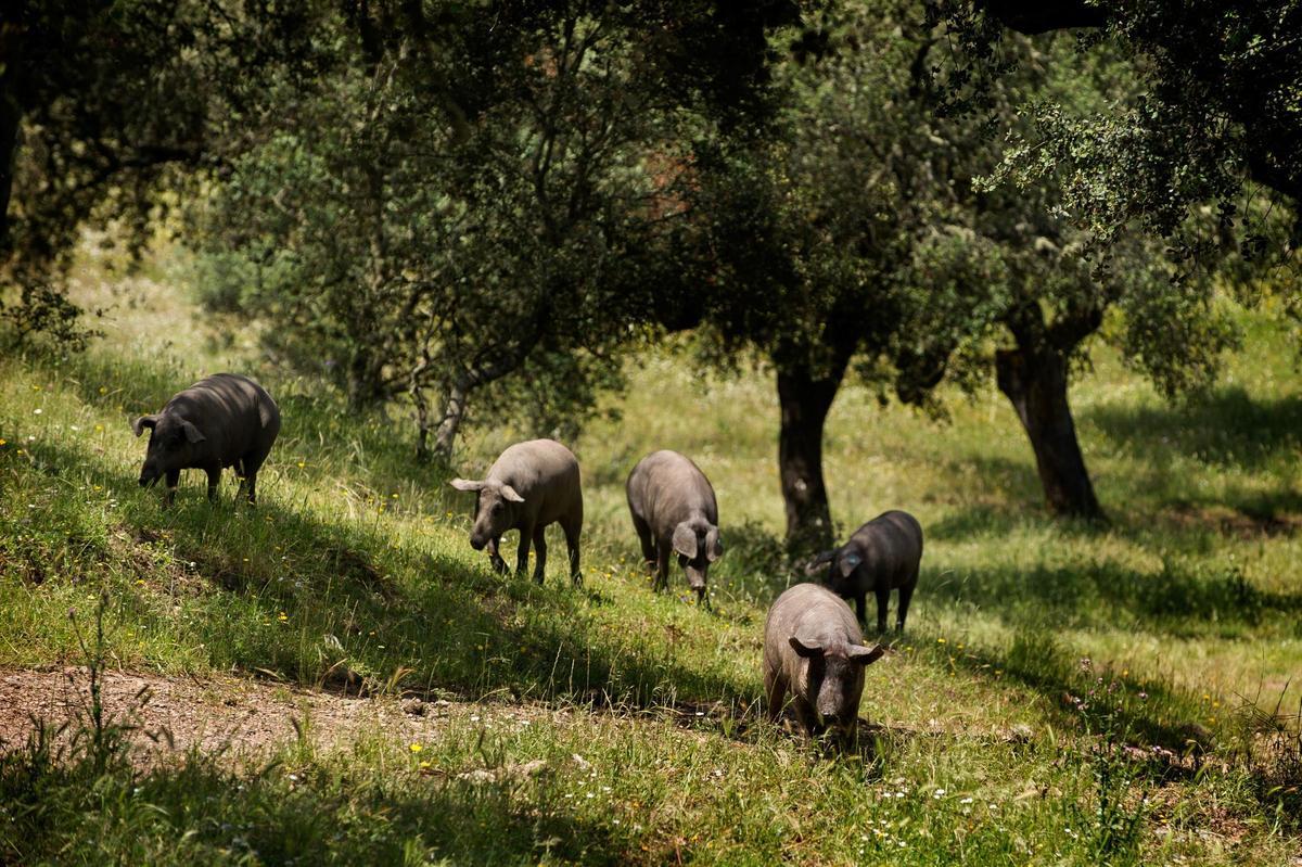 Cerdos en la dehesa extremeña.
