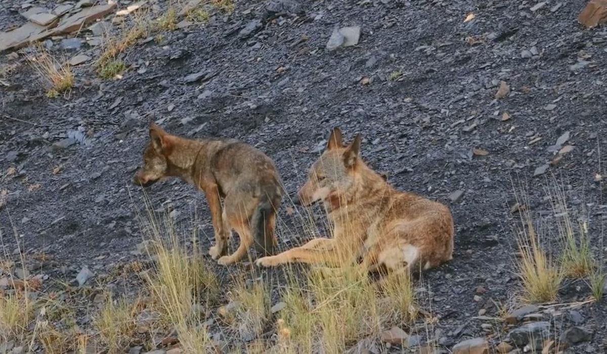 El lobo se enfrenta a una difícil situación tras su desprotección