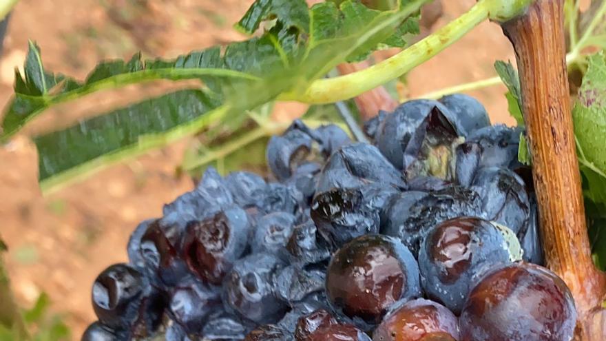 El temporal de pedra afecta 5.000 hectàrees més i genera uns 8 milions de pèrdues