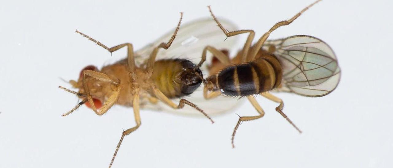 Dos machos de mosca de la especie ’D. melanogaster’ intentan aparearse tras estar expuestos a altas concentraciones de ozono.