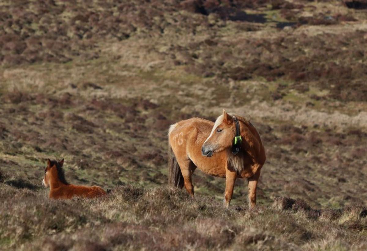 Las “bestas”, indispensables para conservar la biodiversidad de las montañas de Galicia