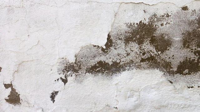 Una humitat en una paret, en una imatge d’arxiu. |  | DDG