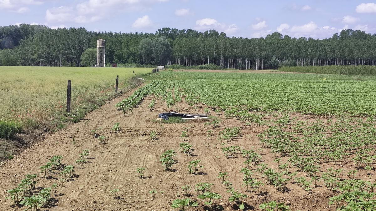 Choperas en Vecilla de la Polvorosa junto a fincas cultivadas.