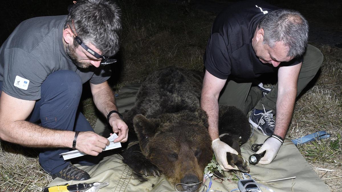 VÍDEO:  El oso "Saladín" deja de molestar a los vecinos de Tabladiello, en Cangas del Narcea