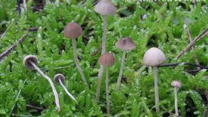 imatge-psathyrella-natural-montgri-illes 2291780909 64906545 651x366