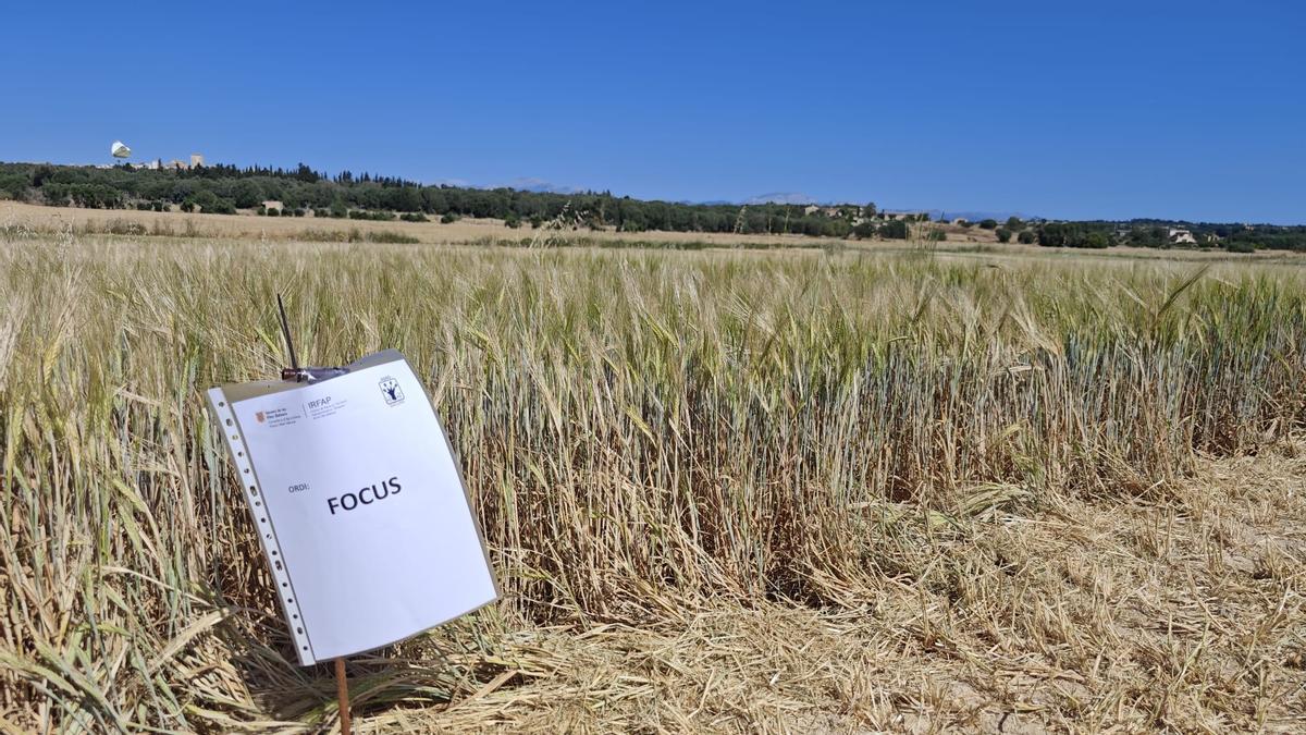 FOTOS | El campo experimental de cereales y forrajes en Maria, en imágenes