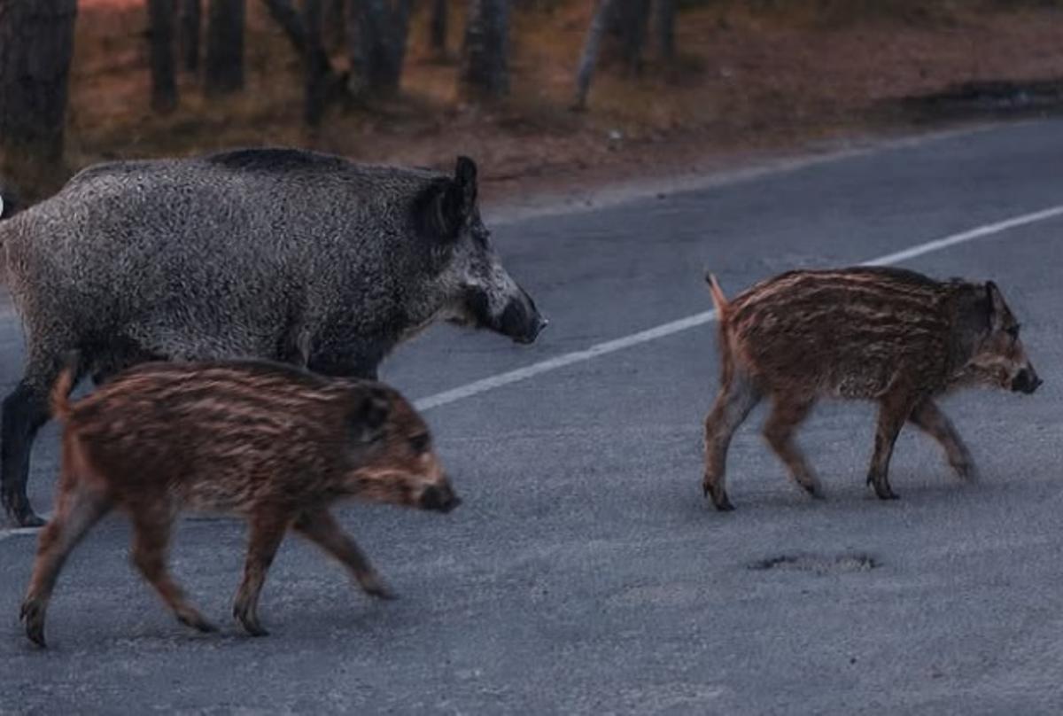 Un grup de senglars creua la carretera