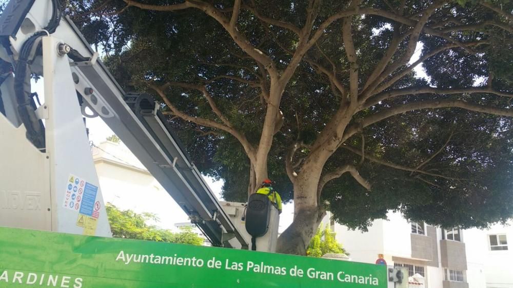 Parte un árbol se desploma sobre un coche