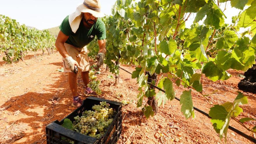 Cada vez más vinos blancos y rosados de producción local