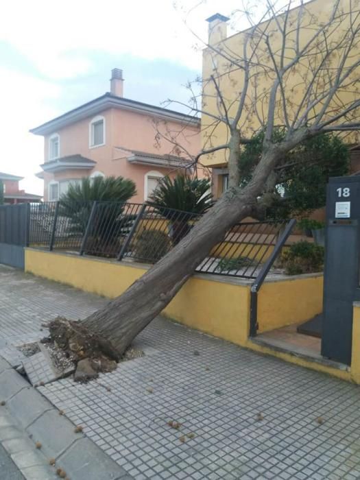 Efectes de la ventada a Castelló d''Empúries