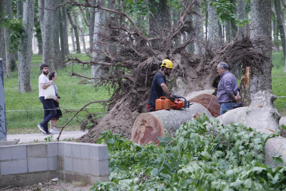 Cau un plàtan de 62 metres al parc de la Devesa