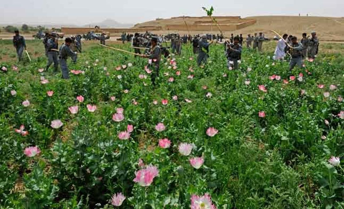 Membres de la policia afganesa destrueixen un camp de cascall a prop de la ciutat de Qalat.