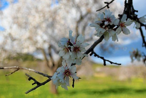 Mandelblüte auf Mallorca