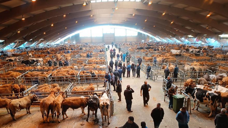 Nuevo récord de afluencia de ganado en el mercado de Siero, con 2.230 reses presentes este lunes en el recinto