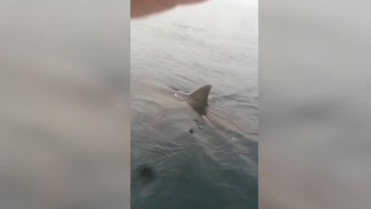 El inesperado encuentro de un pescador con un tiburón blanco en Ribadesella: "Pude ver los dientes y mete miedo"