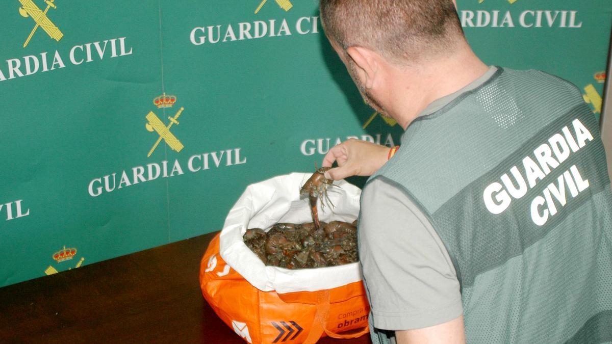 Un agente de la Guardia Civil de Soria muestra los ejemplares de cangrejo señal.
