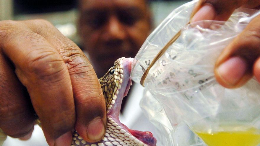 Un científico español halla posibles antibióticos en venenos de animales con ayuda de IA