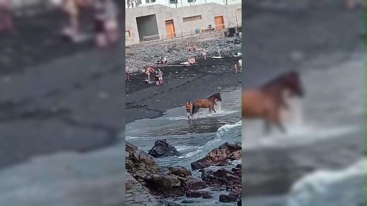 Un caballo se da un baño en una playa de Tenerife