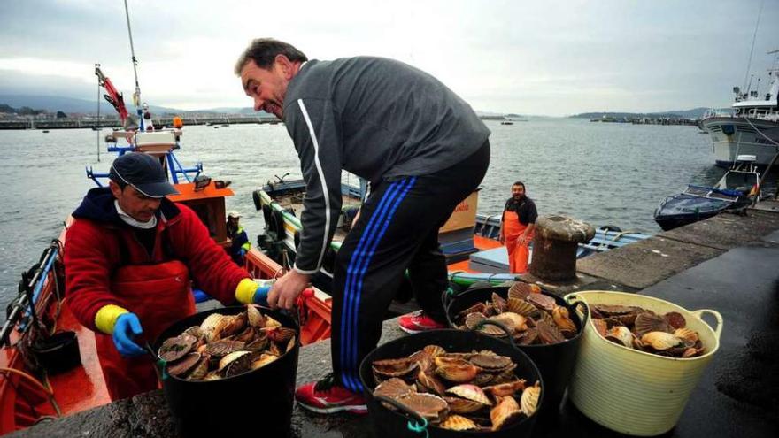 Unos marineros descargan sus capachos de vieira en el muelle de Tragove (Cambados) durante la pasada campaña. // Iñaki Abella