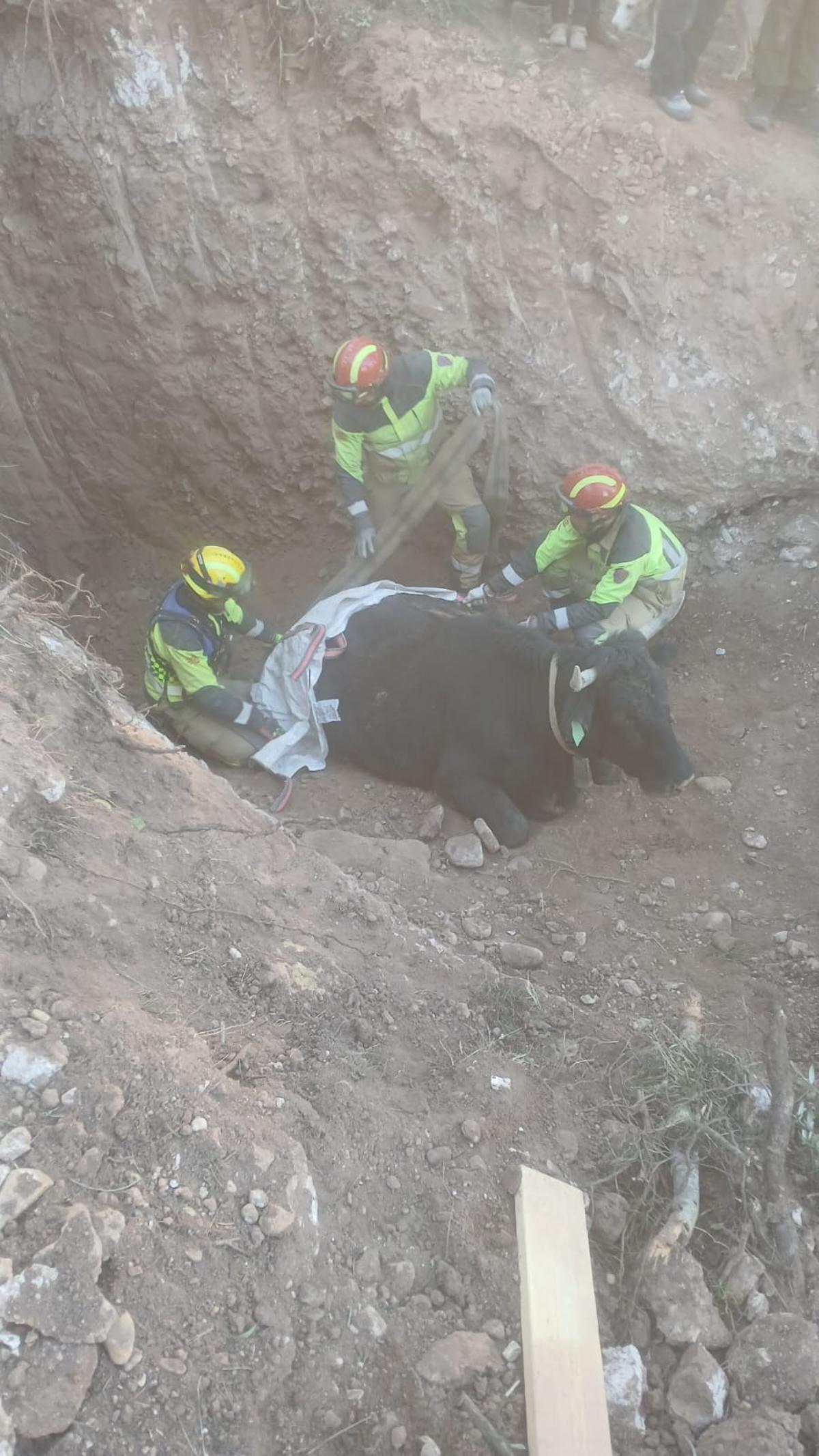 Los bomberos junto a la vaca durante el rescate.
