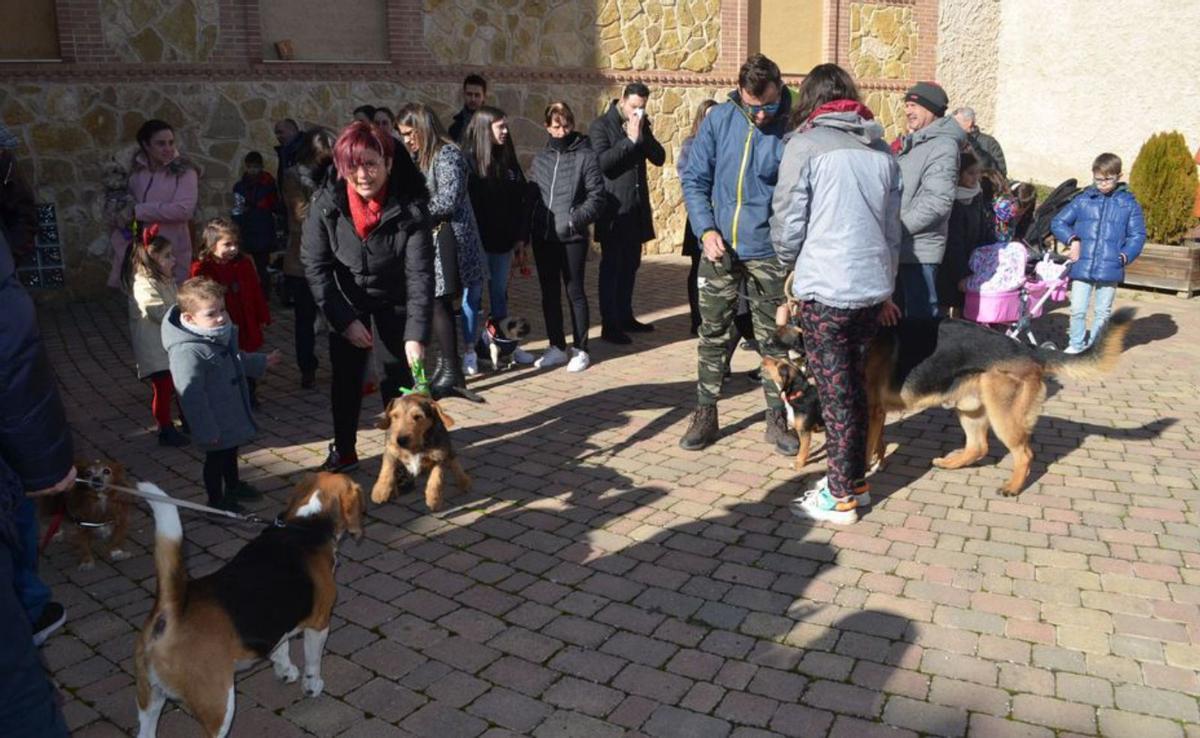 Las mascotas celebran San Antón