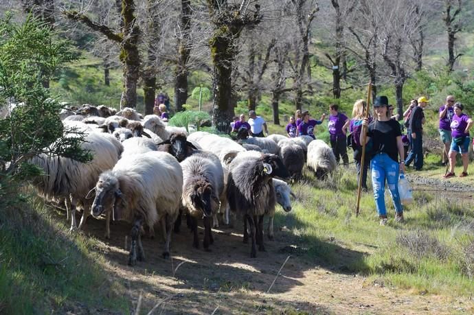 08-03-2020 VALLESECO. Feria del Queso y ruta trashumante femenina en el Cruce de Cueva Corcho. Fotógrafo: ANDRES CRUZ  | 08/03/2020 | Fotógrafo: Andrés Cruz