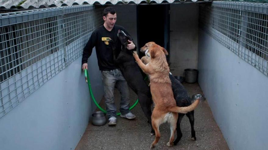 Fernando Vega, trabajador de la perrera, junto a varios animales.