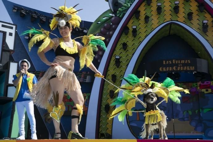 24.02.19. Las Palmas de Gran Canaria. Carnaval 2019. Concurso Carnaval Canino 2019. Jocelyn Pino Montesdeoca, presenta a Niña, fantasía "Samba Canina" . Foto Quique Curbelo