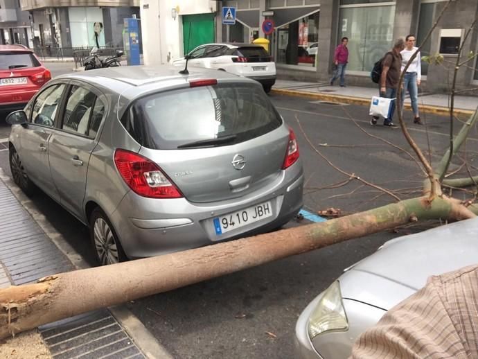 Un árbol cae en mitad de la calzada de la calle Cayetano de Lugo