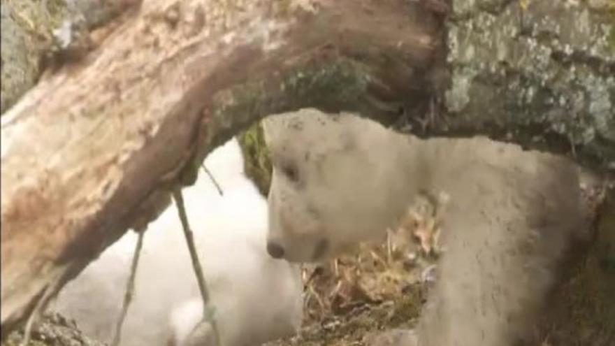 Primera aparición de los dos osos polares gemelos de Munich