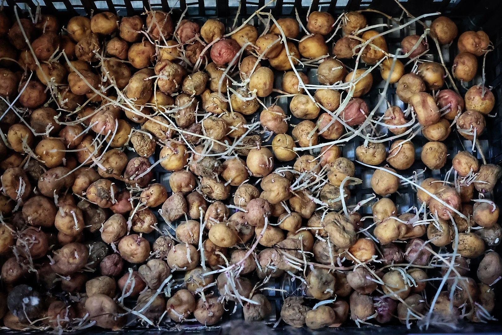 Reportaje sobre los productores de papa bonita en Icod el Alto