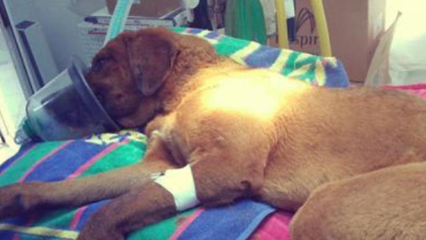 Archivo | King, el perro apaleado en Lanzarote se recupera de sus heridas (II)
