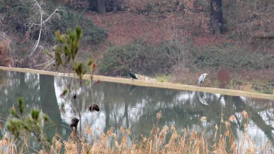 Un corb marí i un bernat pescaire a la Corbatera.