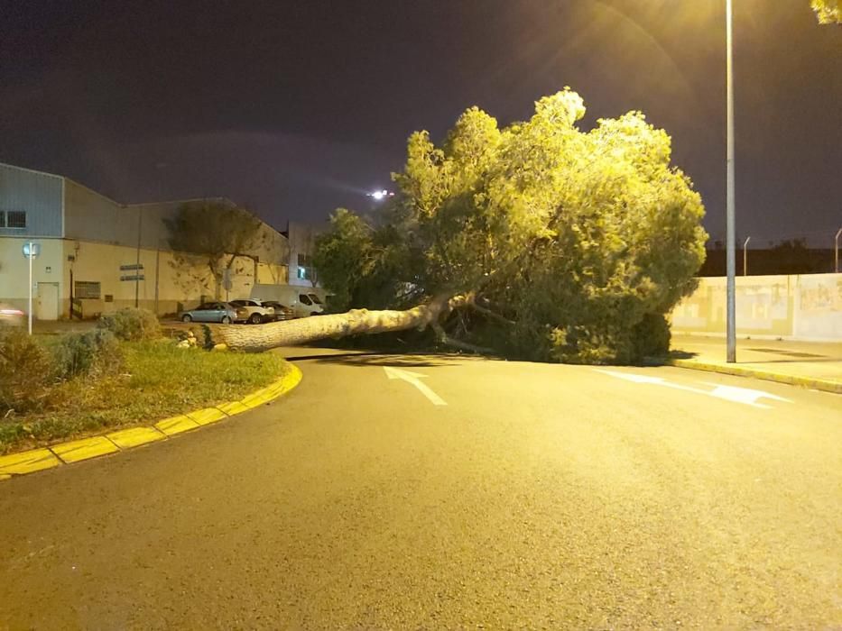 Árbol desplomado en el Barrio del Cristo.