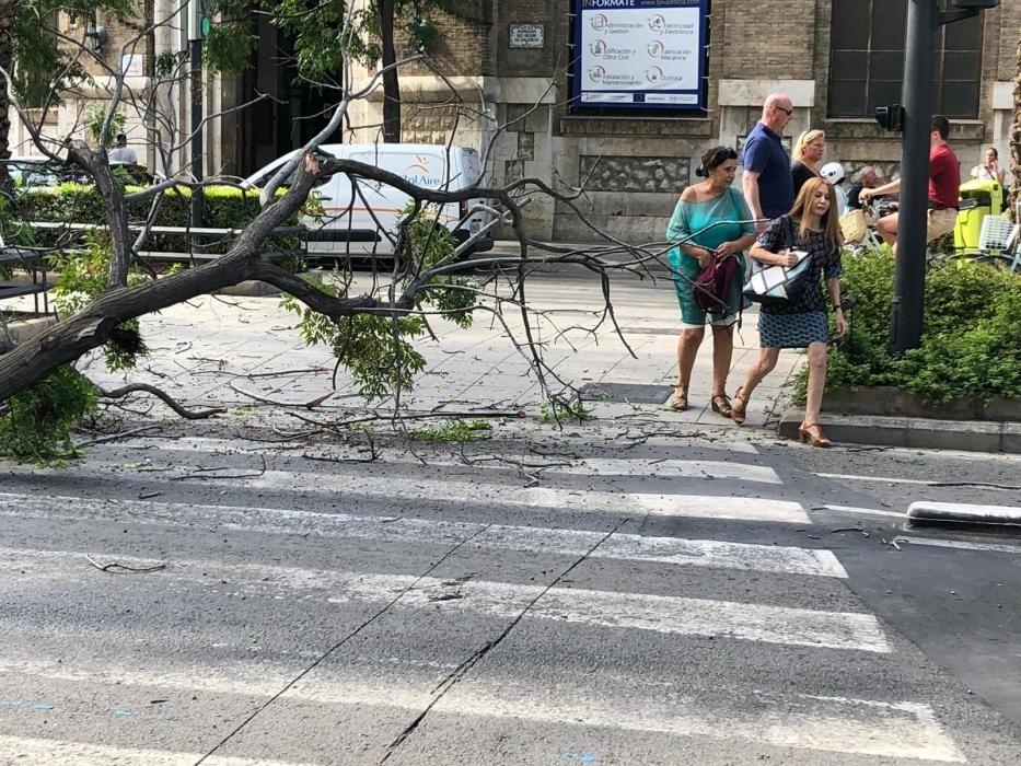 El árbol caído esta mañana en la avenida Antic Regne de València.
