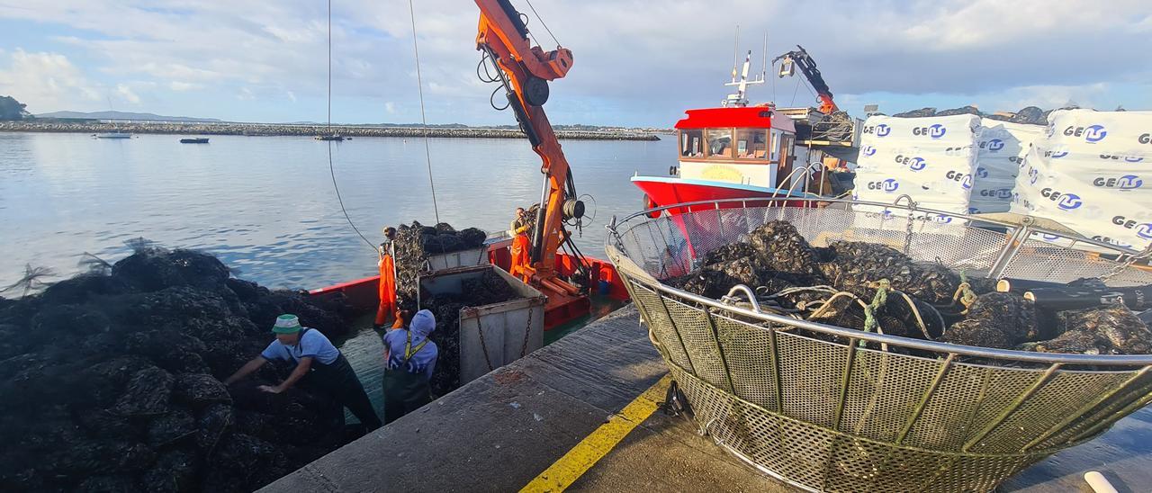 Descargas de mejillón para fresco (depuradoras) en el muelle de Vilanova, ayer.