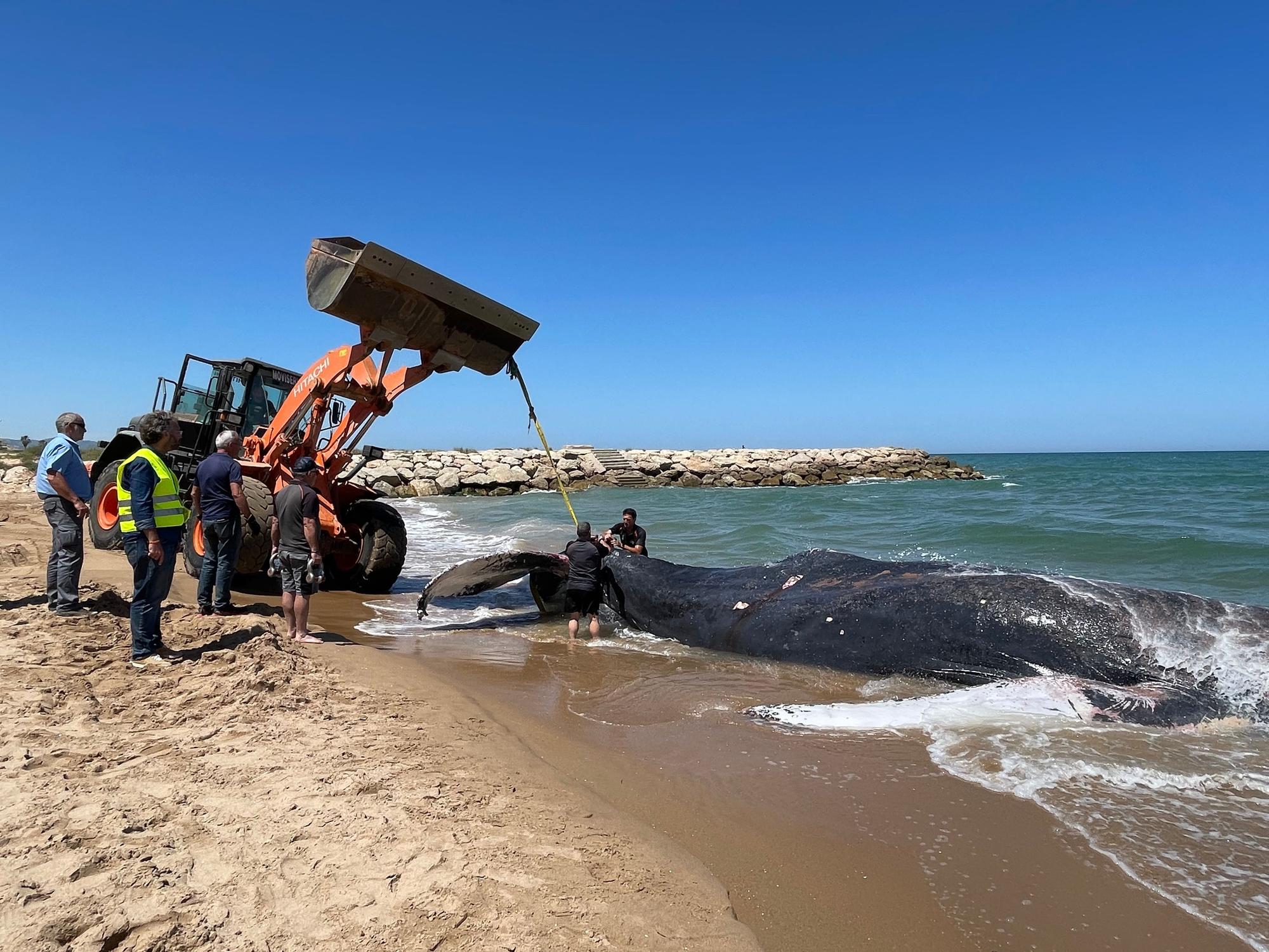 Operación final para el traslado de la ballena muerta en Tavernes