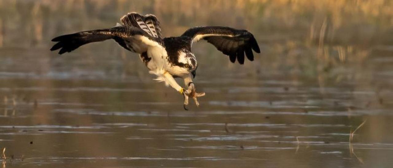 El águila pescadora Estell cumplirá el sábado un año. | LEVANTE-EMV