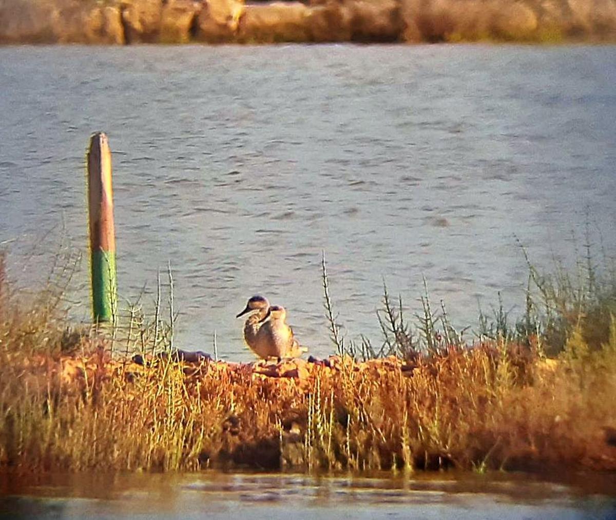 Las lluvias reactivan Aguamarga