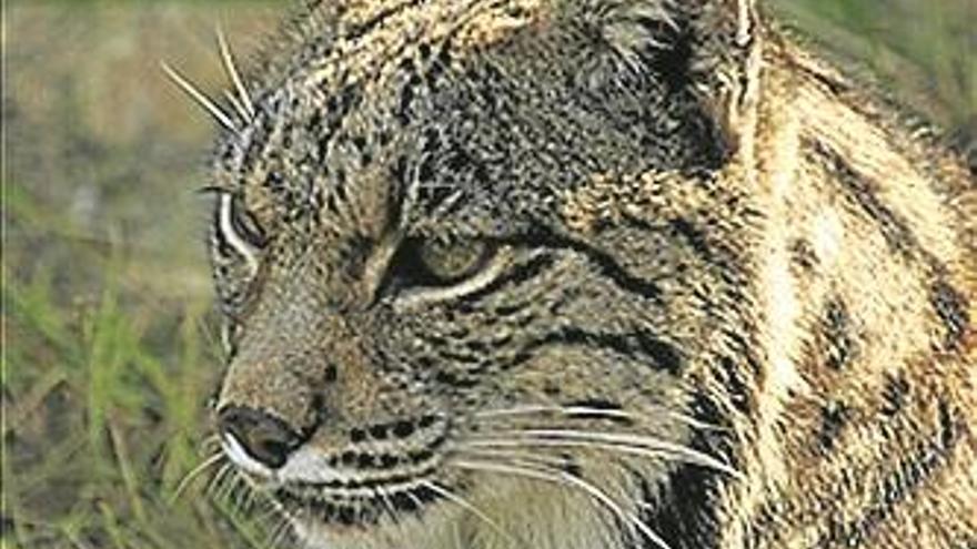 El lince ibérico llega a los 440 ejemplares, 36 más que hace un año