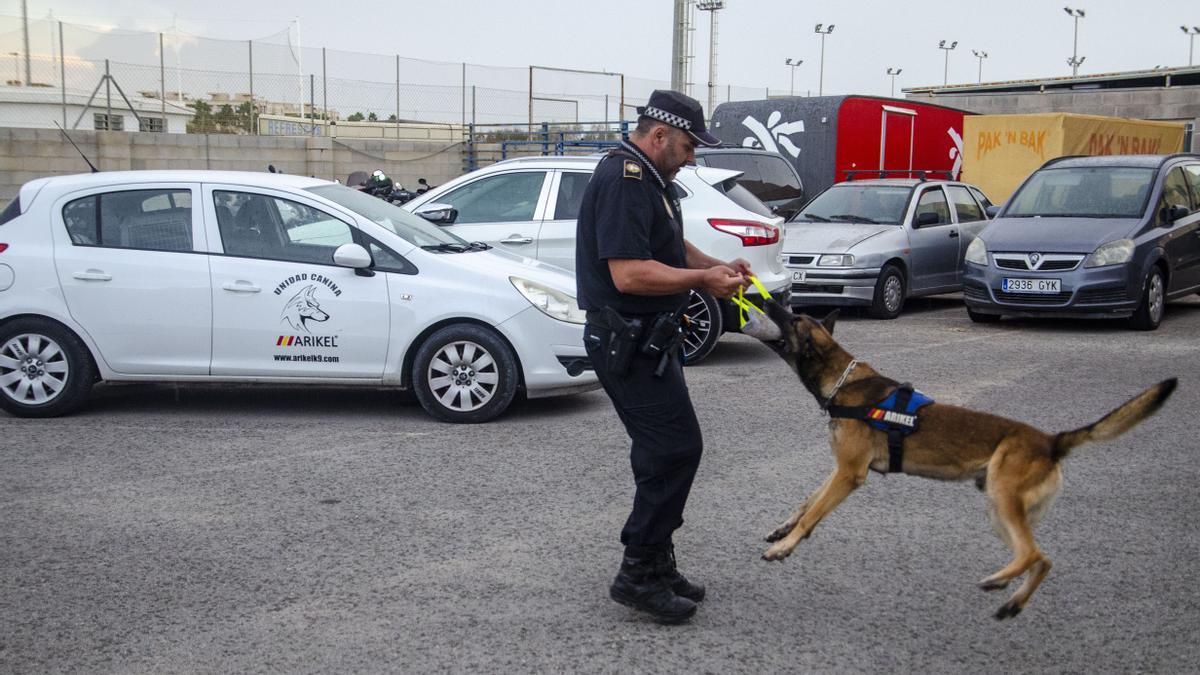 Adiestramiento de uno de los perros de la Policía Local de Santa Pola