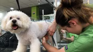 PRESVET reduce un 18% las prescripciones innecesarias de antibióticos en mascotas para frenar un riesgo sanitario global