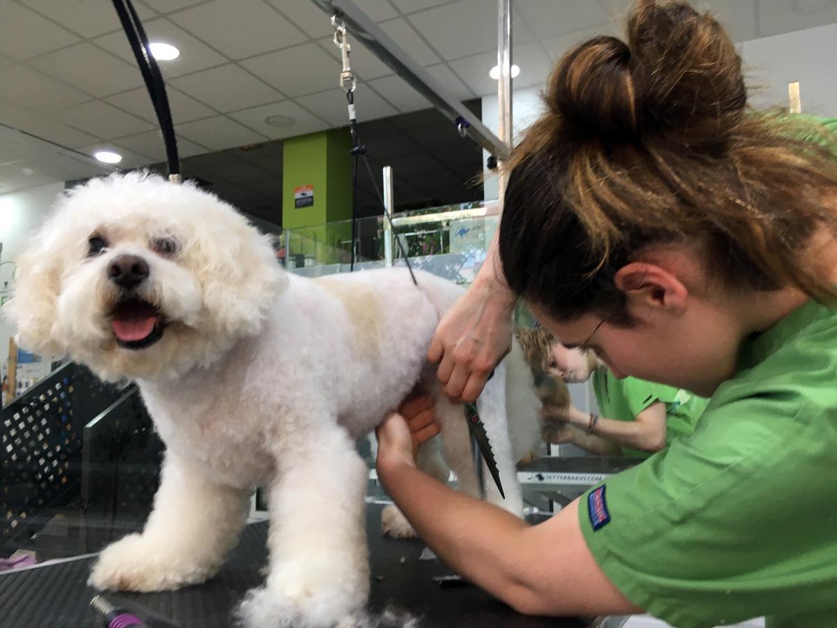 Una veterinaria corta el pelo a un perro en una imagen de archivo.