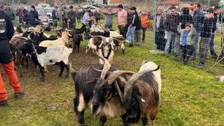 Posada de Llanes celebra con buena participación de ganado y público su feria de Santa Lucía