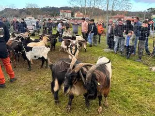 En imágenes: La feria ganadera de Santa Lucía en Posada de Llanes